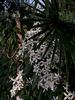 <i>C. armandii</i> Franchet clematis photo