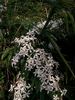 <i>C. armandii</i> Franchet clematis photo