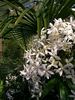<i>C. armandii</i> Franchet clematis photo