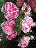 Fran's Pirouette rose photo
