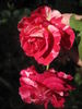 Fran's Pirouette rose photo