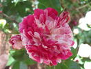 Fran's Pirouette rose photo