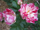 Fran's Pirouette rose photo