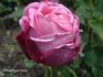 Belle Ivryenne rose photo