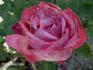 Madame Schmitt rose photo