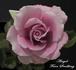 Laika rose photo