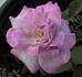 Laika rose photo