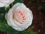 Espérance ™ rose photo