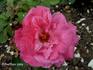 Oskar Cordel rose photo