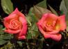 Orange Sunset rose photo