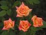 Orange Sunset rose photo