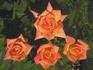 Orange Sunset rose photo