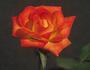 Orange Sunset rose photo