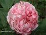 Thyra Hammerich rose photo