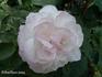 White Baroness rose photo