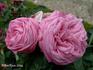 William Griffith rose photo
