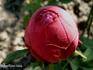 Abbé Giraudier rose photo