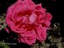 Alphonse Soupert rose photo