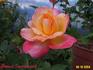 Grand Impression rose photo