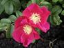Red Dagmar rose photo