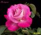 Harlequin ™ rose photo