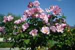Puanani rose photo