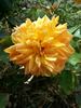 Jean Giono rose photo