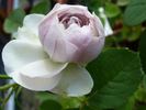 Freiburger Bächle rose photo