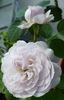 Freiburger Bächle rose photo