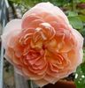 Erster Bürger rose photo