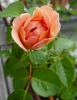 Erster Bürger rose photo