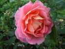 I Zingary rose photo