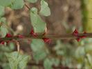 I Zingary rose photo