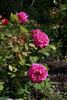 Monsieur Cordeau rose photo