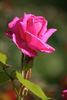 Monsieur Cordeau rose photo