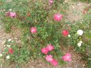 Red Dream rose photo