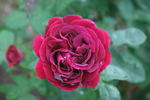 Marie Popelin rose photo
