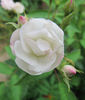 Blushing Bride rose photo