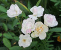 Blushing Bride rose photo