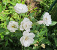 Blushing Bride rose photo