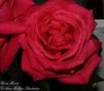 Mercè rose photo