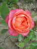Mango Romantica rose photo