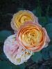 Mango Romantica rose photo