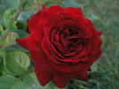 Kronborg Castle rose photo