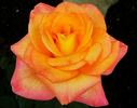 Hey Jack rose photo