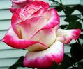 Bold and Beautiful rose photo
