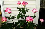 Bold and Beautiful rose photo