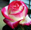 Bold and Beautiful rose photo