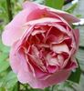 Roseneck rose photo