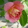 Roseneck rose photo